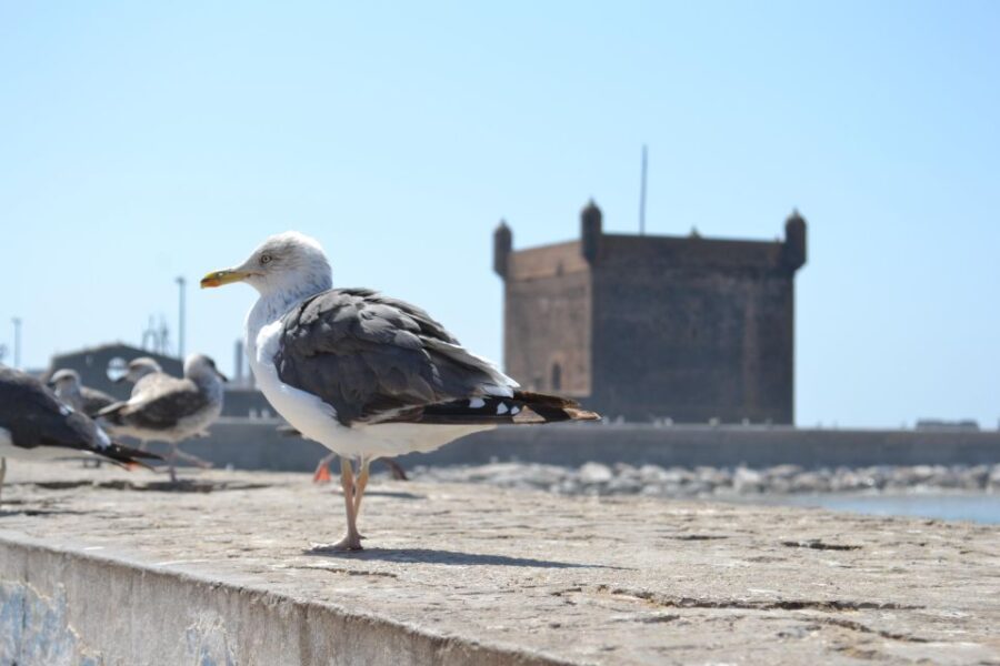 Exploring Essaouira: A One-Day Journey to the Charming Coast