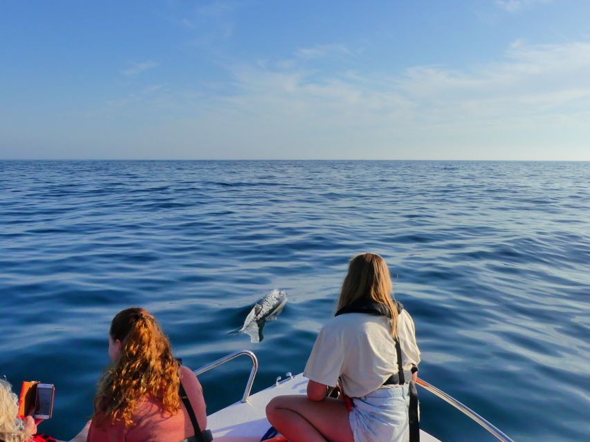 Faro: Dolphin and Wildlife Watching in the Atlantic Ocean - Tour Overview and Pricing