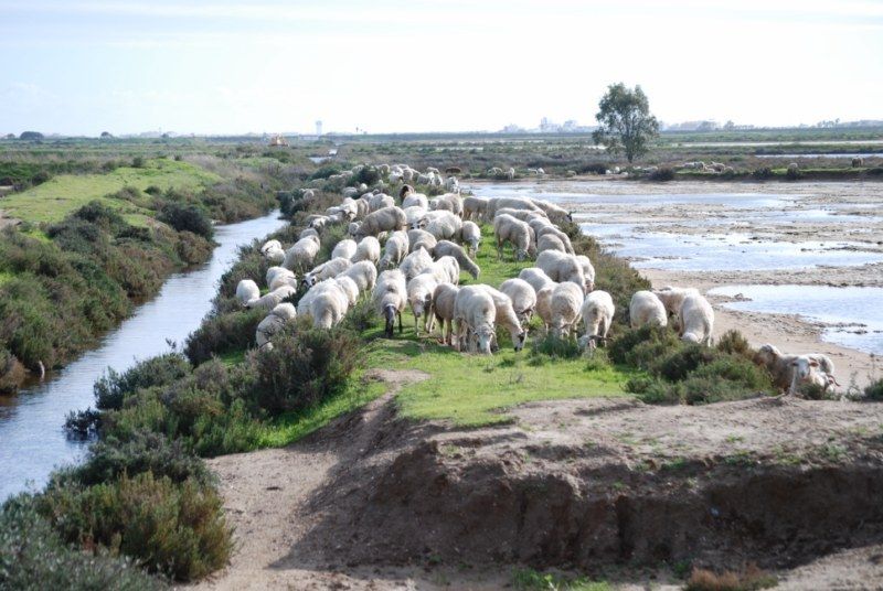 Faro: Ria Formosa Natural Park Segway Tour & Birdwatching