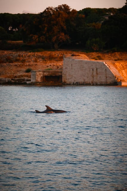 Fazana: Dolphin/Sunset Tour