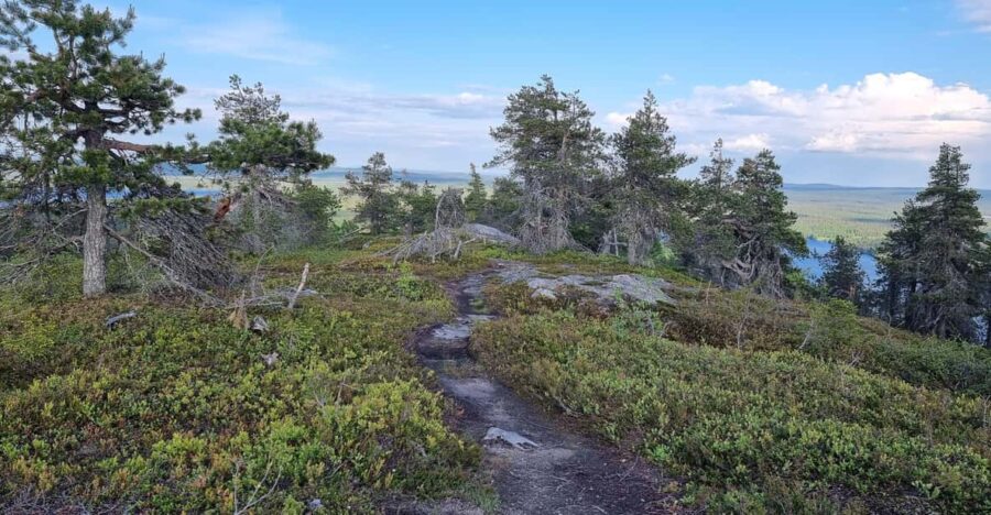 Finnish Lapland: Midnight Sun Walk in Riisitunturi Park