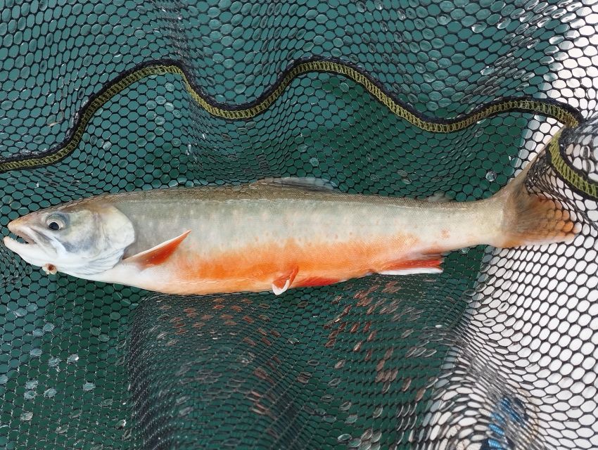 Fishing in the Dolomites: Book Your Wild Excursion! - Experience Overview