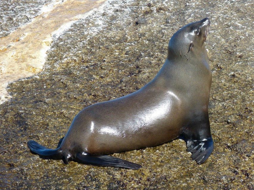 Fom Cape Town: Cape Point & Penguins Shared Group Day Tour - Itinerary Overview