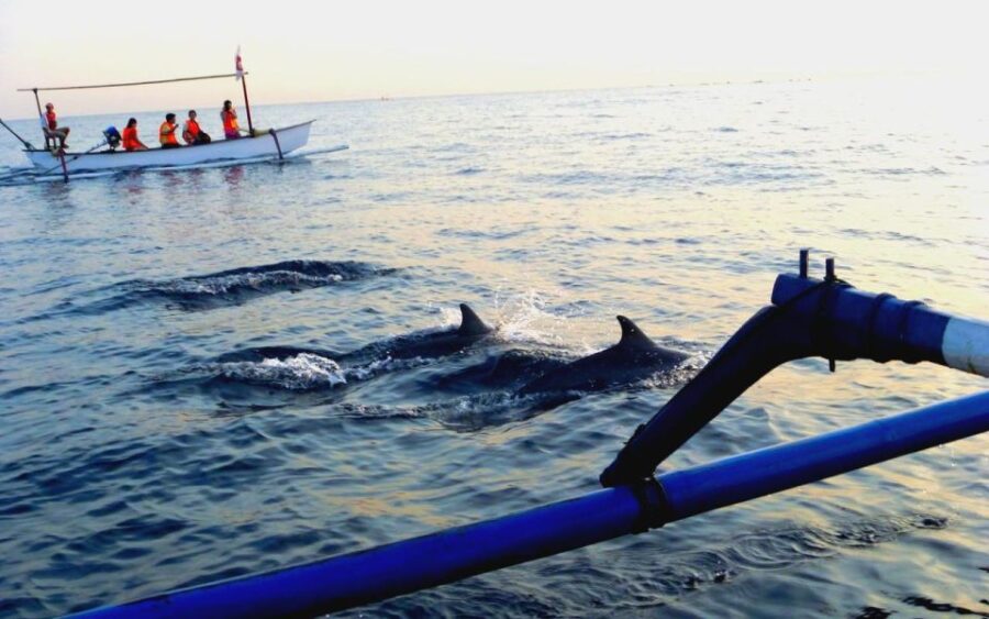 Free Option Private Tours In Bali Island - Tour Overview and Pricing
