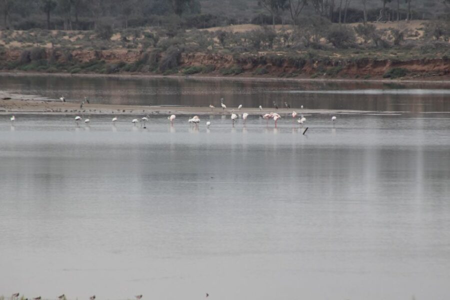From Agadir or Taghazout: Camel Ride Tour & Flamingos Watch