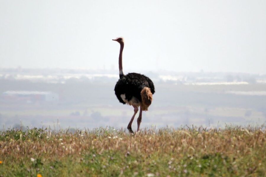 From Agadir: Sous Massa National Park Desert Safari W/Lunch