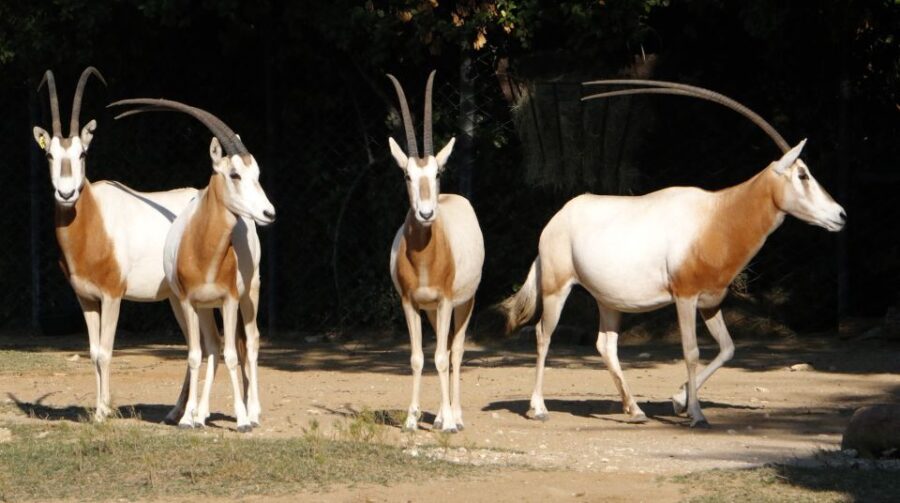 From Agadir: Souss Massa National Park Tour