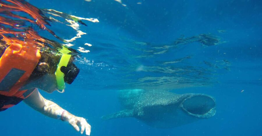 From Akumal: Whale Shark Tour
