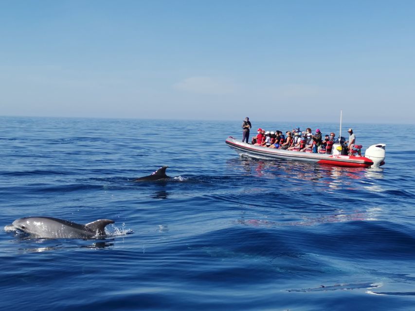 From Albufeira: Benagil Caves and Dolphins Guided Boat Tour
