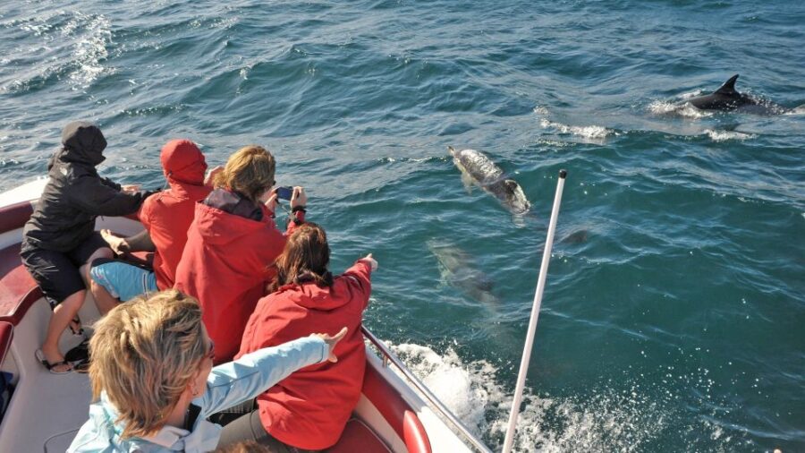 From Albufeira: Dolphins and Caves 2.5-Hour Boat Trip
