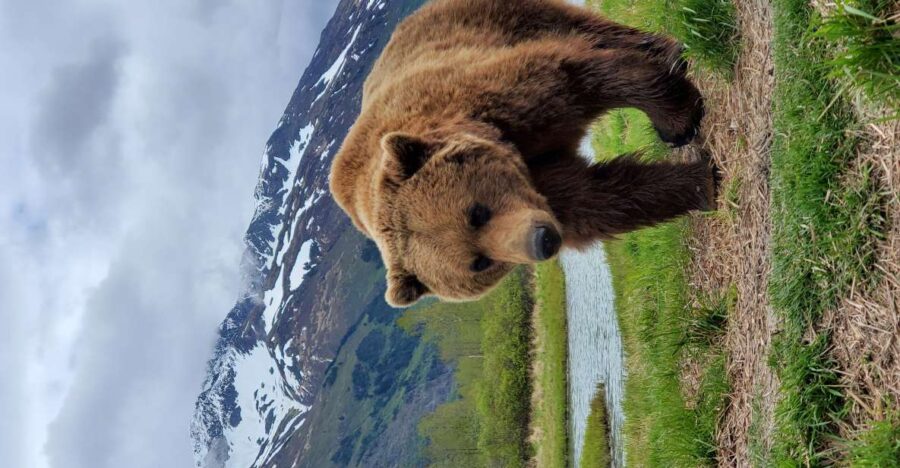 From Anchorage: Wilderness, Wildlife, & Glacier Experience