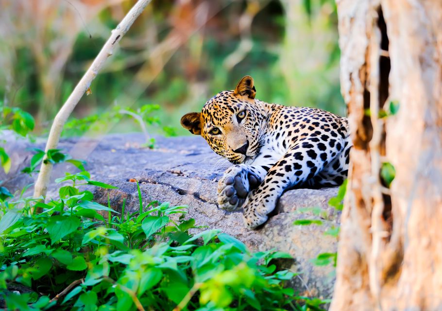 25 Best Safari Tours In Anuradhapura