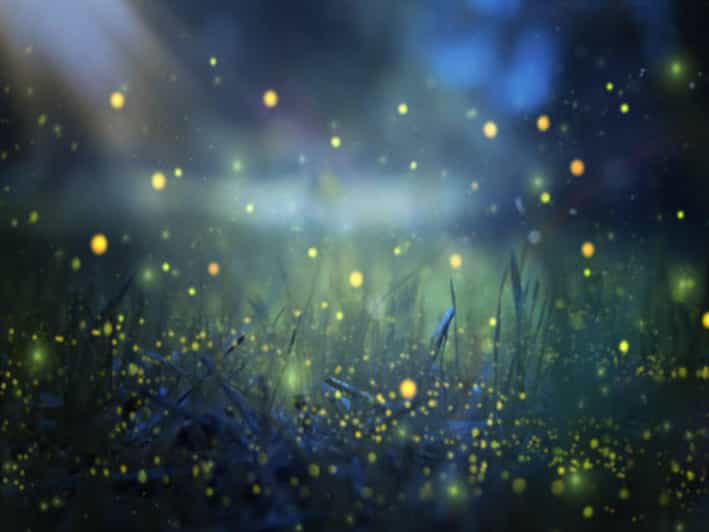From Bali: Night Fireflies Tour in Rural Life With Dinner - Tour Overview