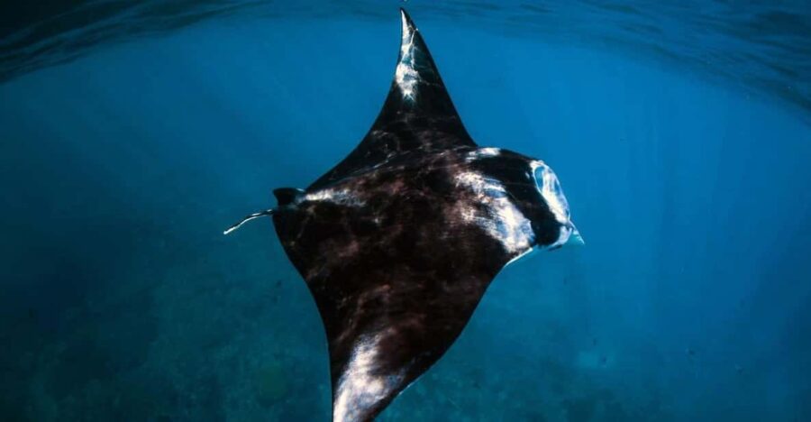 From Bali: Nusa Penida Snorkeling & Island Day Tour All Incl