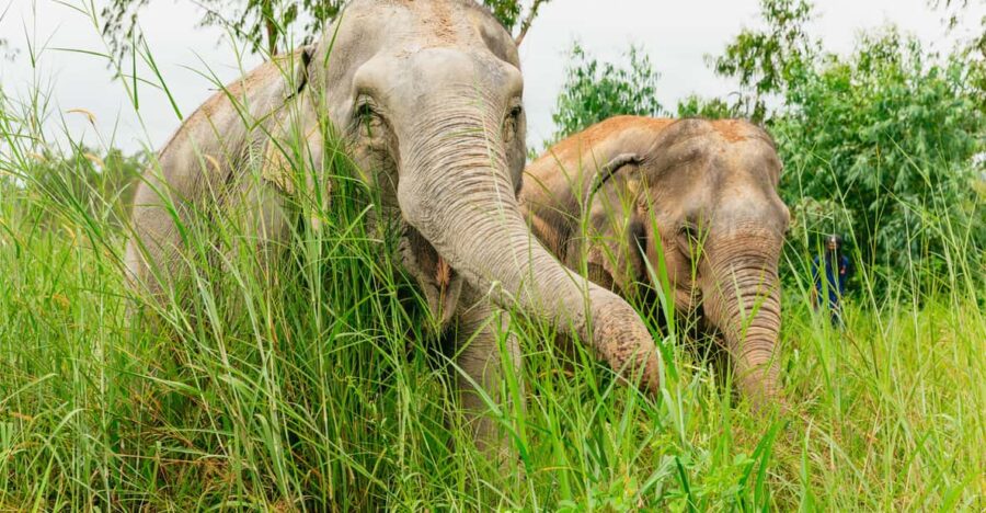 From Bangkok: Pattaya Ethical Elephant Sanctuary Day Trip - Tour Highlights