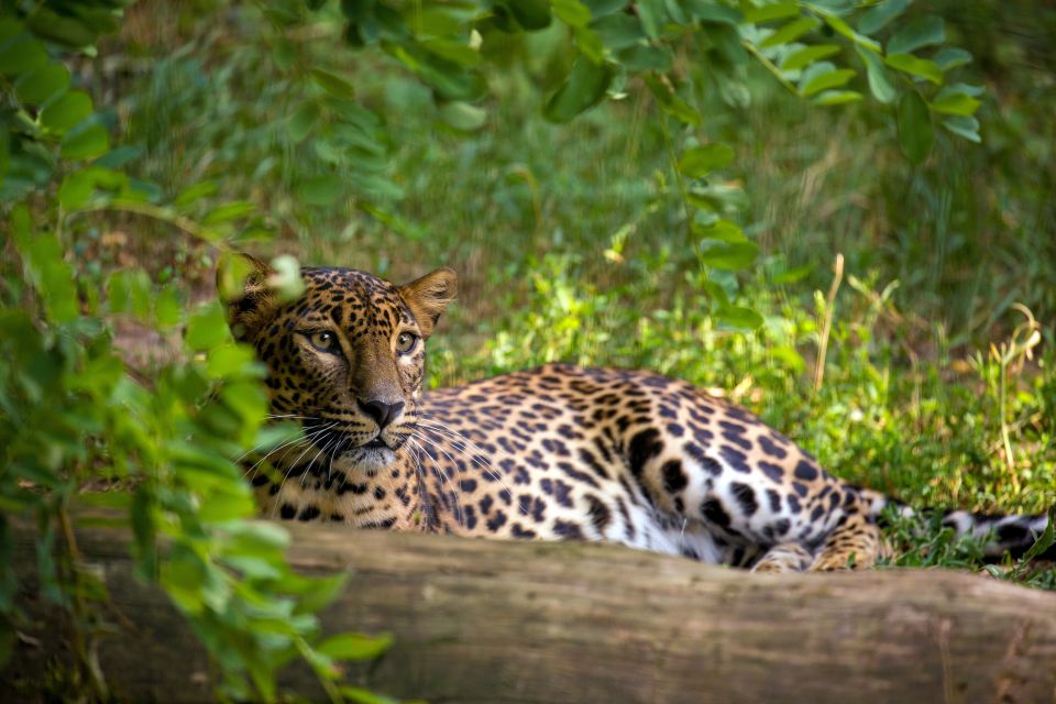 24 Best Safari Tours In Bentota