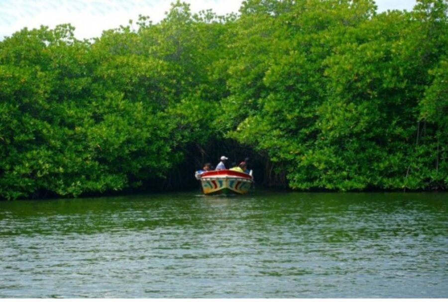 From Bentota: Madu River Safari & Turtle Hatchery Visit