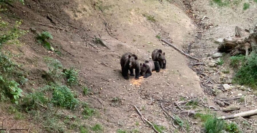 From Brasov: Bear Watching in the Wild