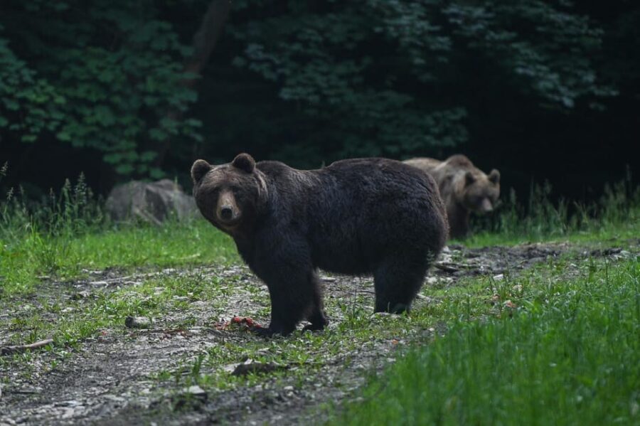From Brasov: Brown Bear Watching in the Carpathian Mountains