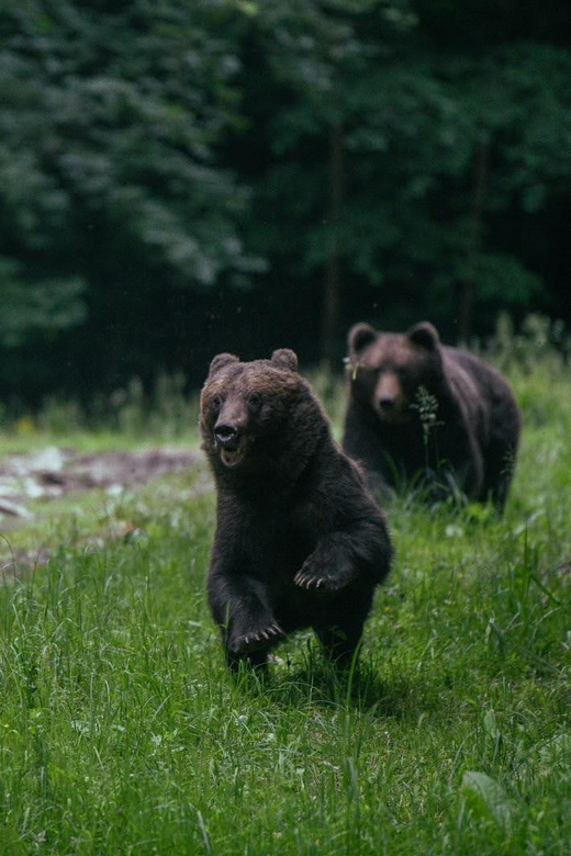 From Brasov: Brown Bear Watching in the Carpathian Mountains - Tour Overview