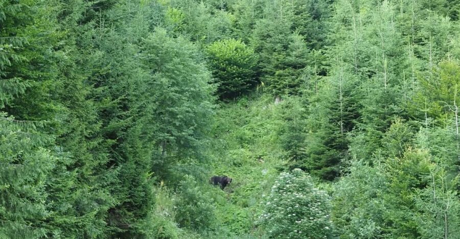 From Brasov: Piatra Craiului Hiking and Bear Watching Tour