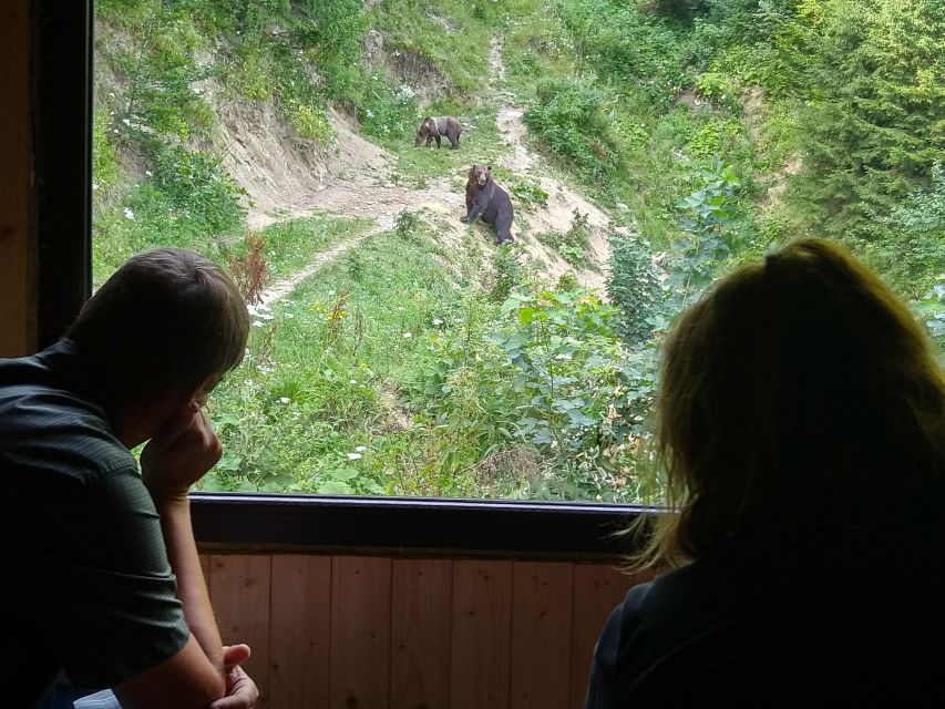 From Brasov: Small-Group Bear Watching Experience
