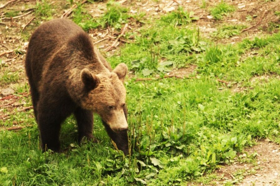 From Brasov: Small-Group Brown Bear Watching Tour - Tour Overview