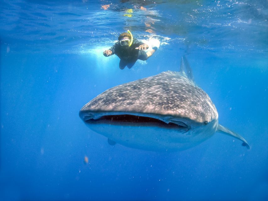 From Cabo: Snorkel With Whale Sharks in La Paz