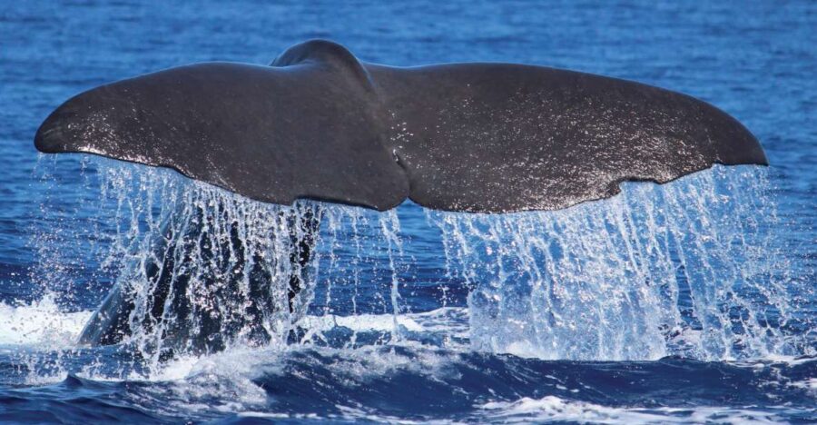 From Calheta: Whale and Dolphin Watching RIB Boat Tour