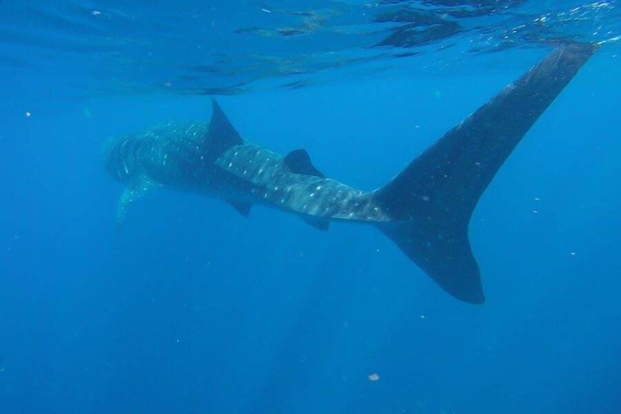 From Cancún: Half-Day Snorkeling With Whale Sharks - Tour Overview