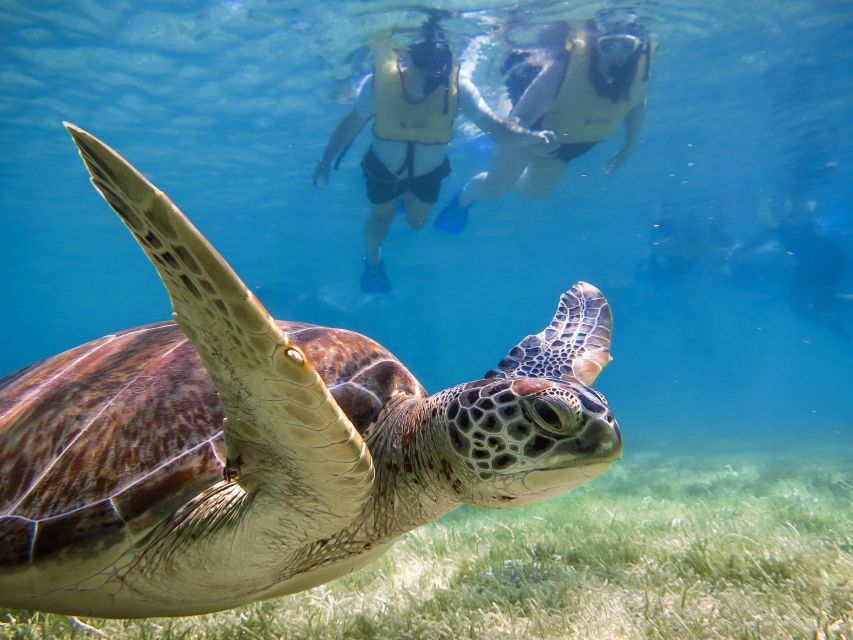 From Cancun/Riviera Maya Snorkel With Sea Turtles & Cenotes - Activity Overview