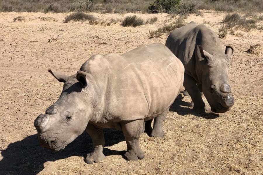 From Cape Town: Wildlife Safari, Olive, Beer & Wine Tasting - Tour Details