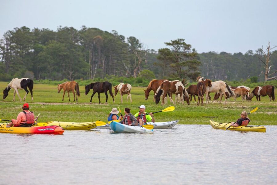 2 Best Tours In Chincoteague Island