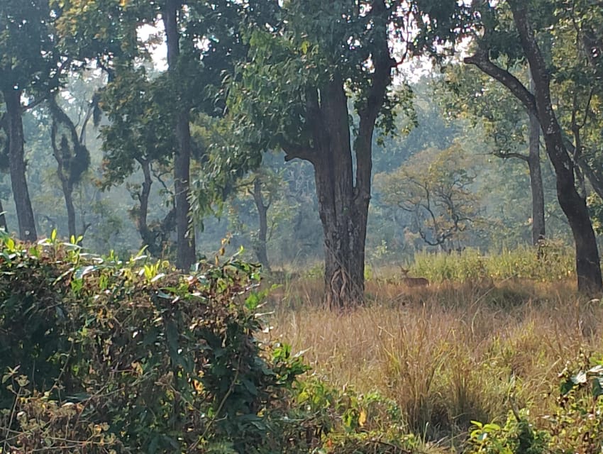 25 Best Safari Tours In Pashchimanchal Western Region