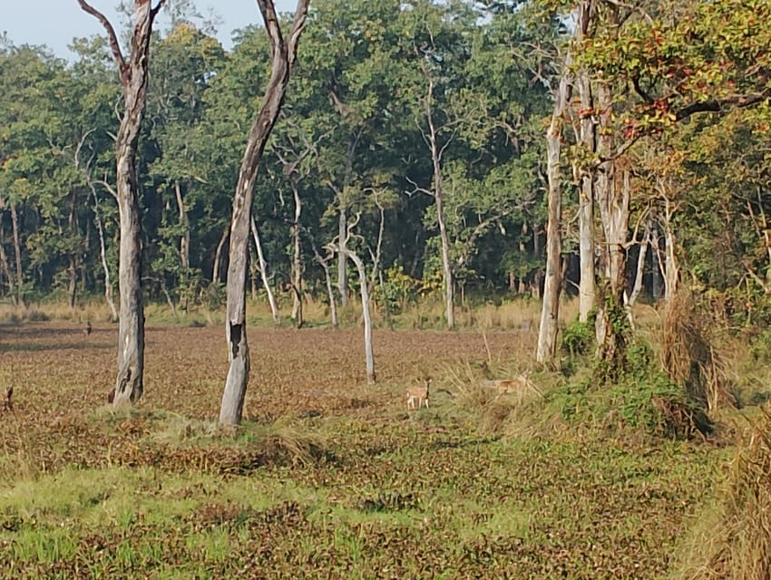 From Chitwan: National Park Jungle Private Day Hiking