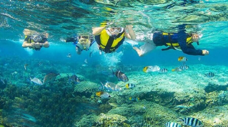 From Da Nang/Hoi An:Cham Island With Snokerling and Diving - Overview and Pricing