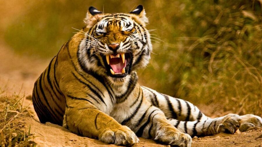 From Delhi: 5-Days Golden Triangle Tour With Tiger Safari
