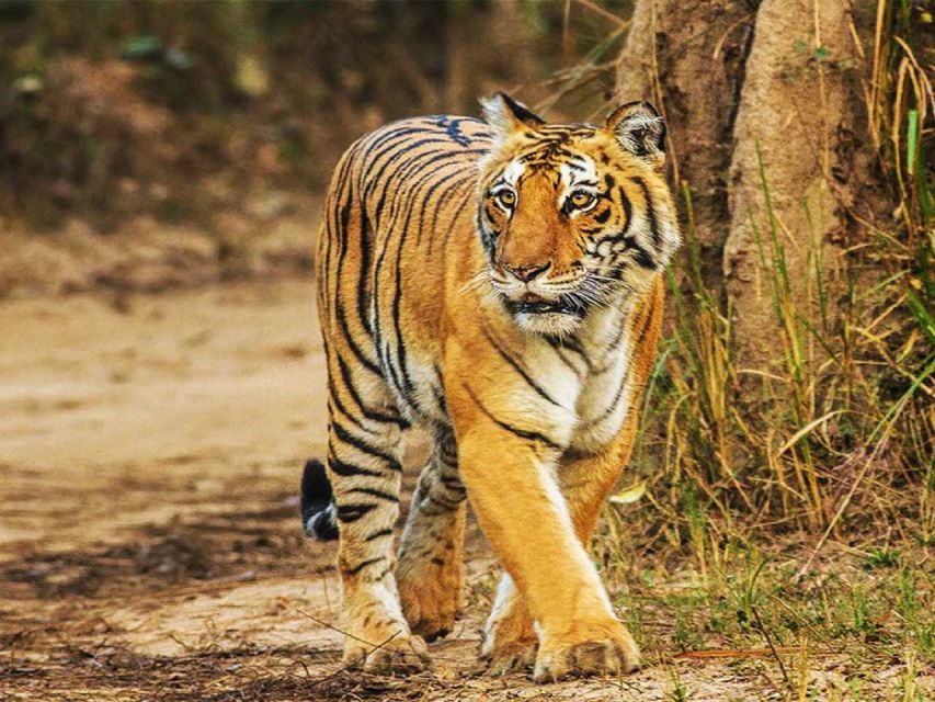 From Delhi: Jim Corbett National Park Tour by Car