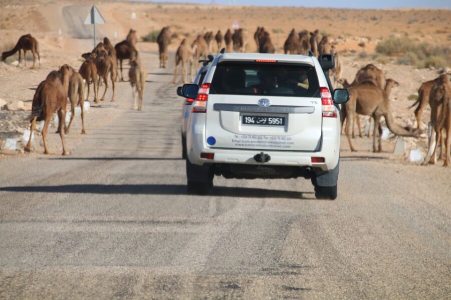 From Djerba: Night at the Desert Camp Ksar Ghilane - Itinerary Overview