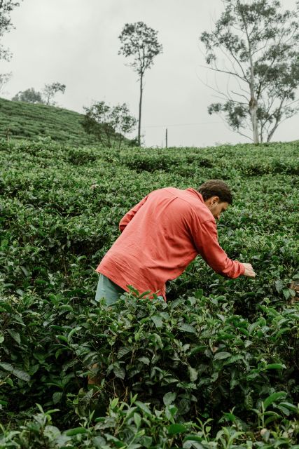 From Ella: Tea Adventure in Haputale With Village Lunch