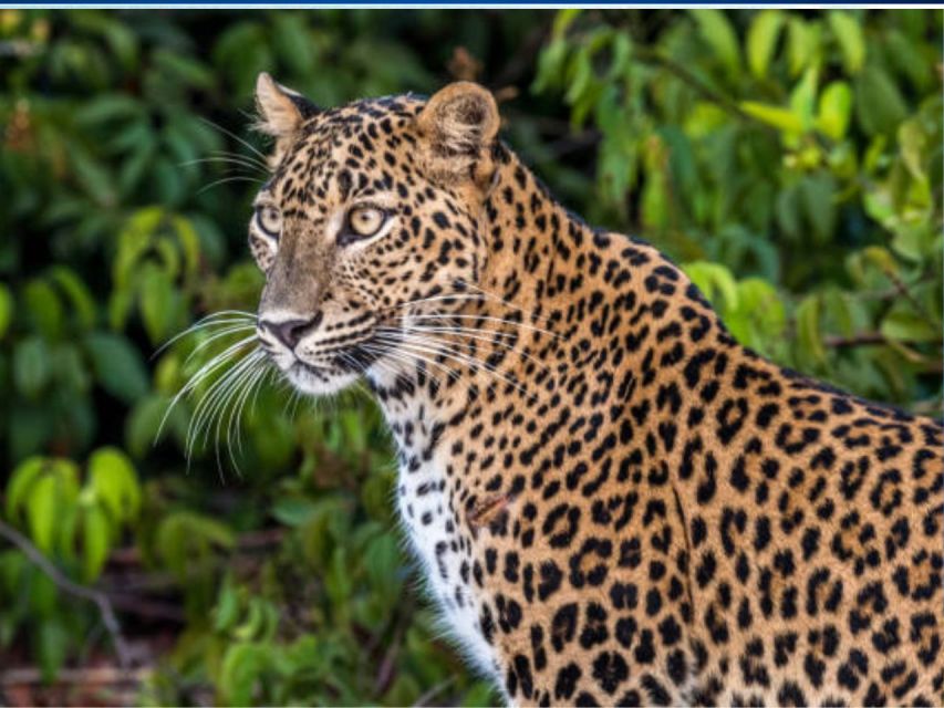 From Ella: Yala Leopard Safari & Local Lunch Adventure