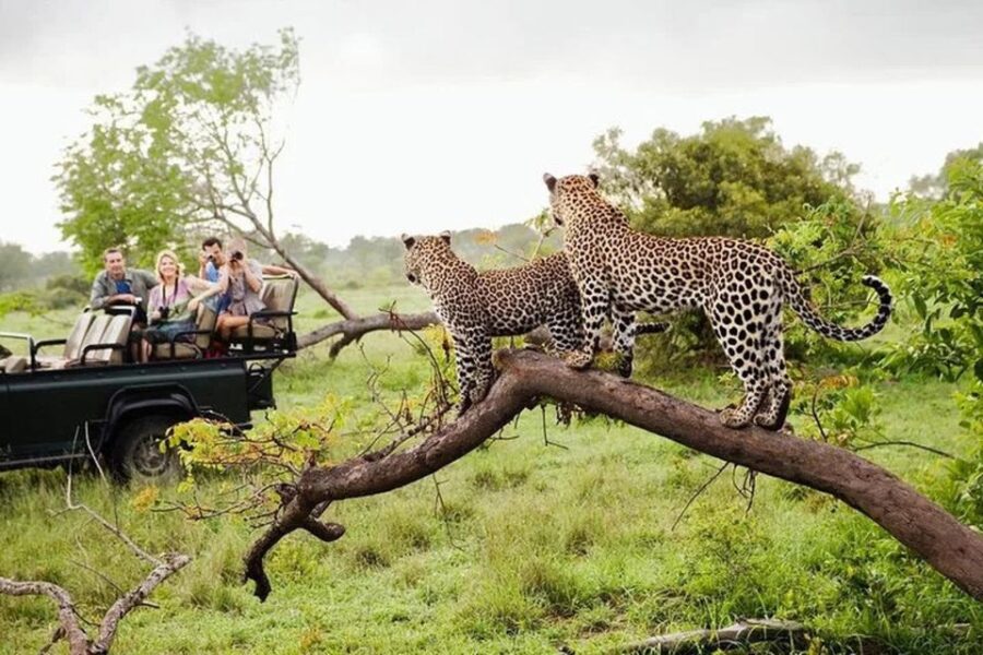 From Ella:Transfer to Galle/Mirissa/Bentota With Yala Safari - Tour Overview and Pricing