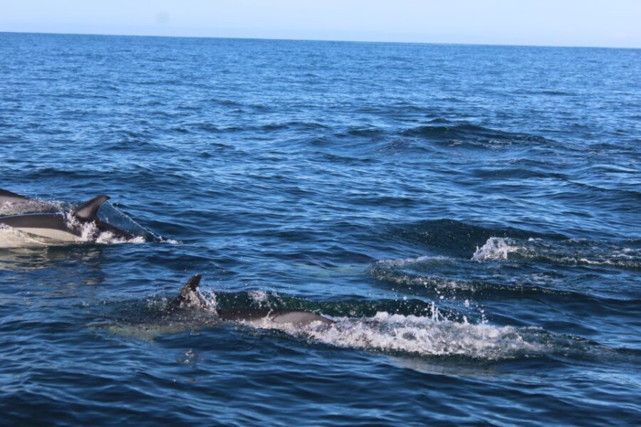 From Faro: Dolphin Watching & 2 Islands Tour - Tour Overview