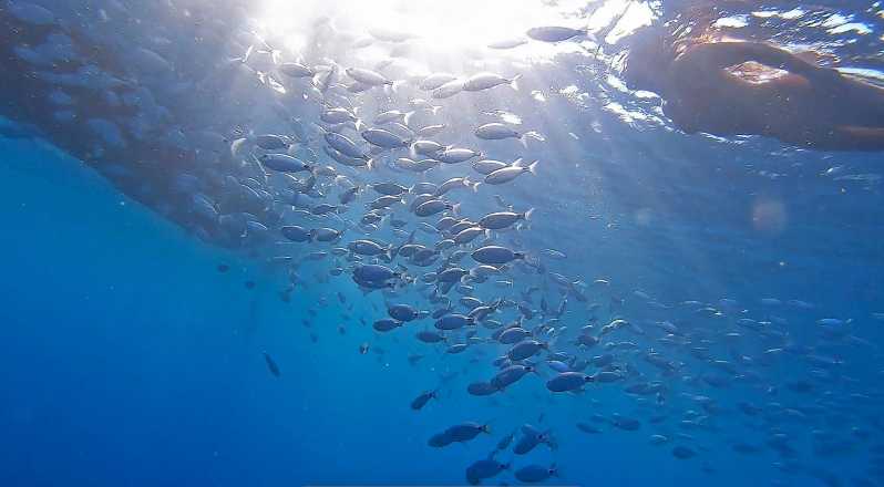 From Fazana: Private Blue Cave Snorkel & Lagoons Np Brijuni