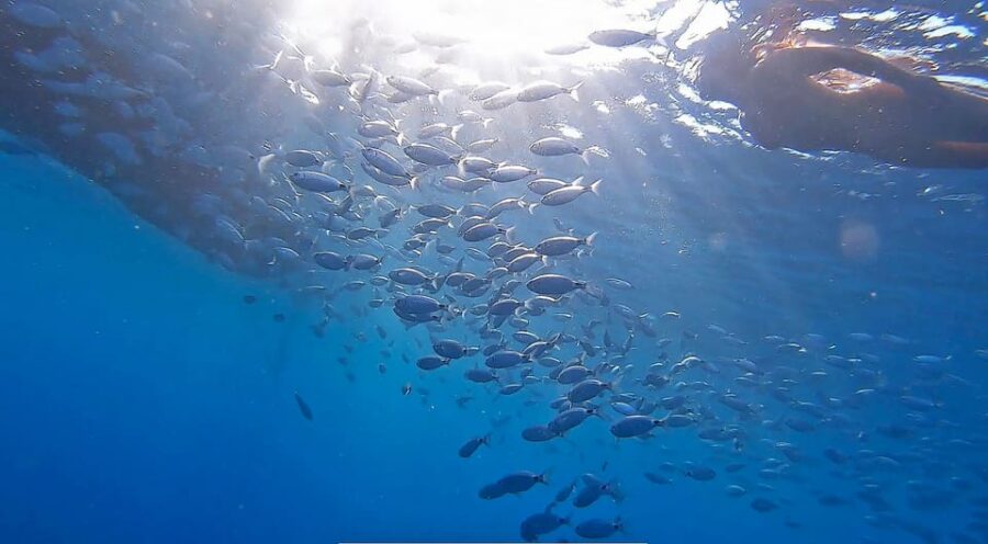 From Fazana: Private Blue Cave Snorkel & Lagoons Np Brijuni