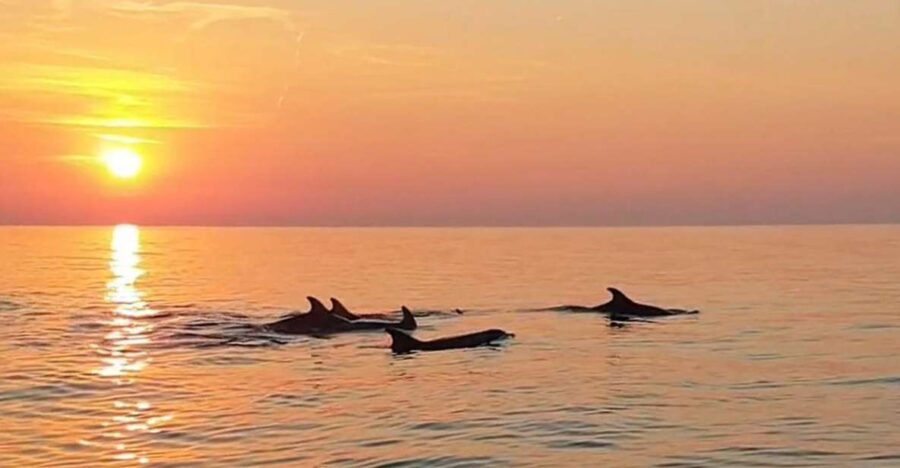 From Fazana: Private Dolphin Search & Sunset Cruise - Tour Overview