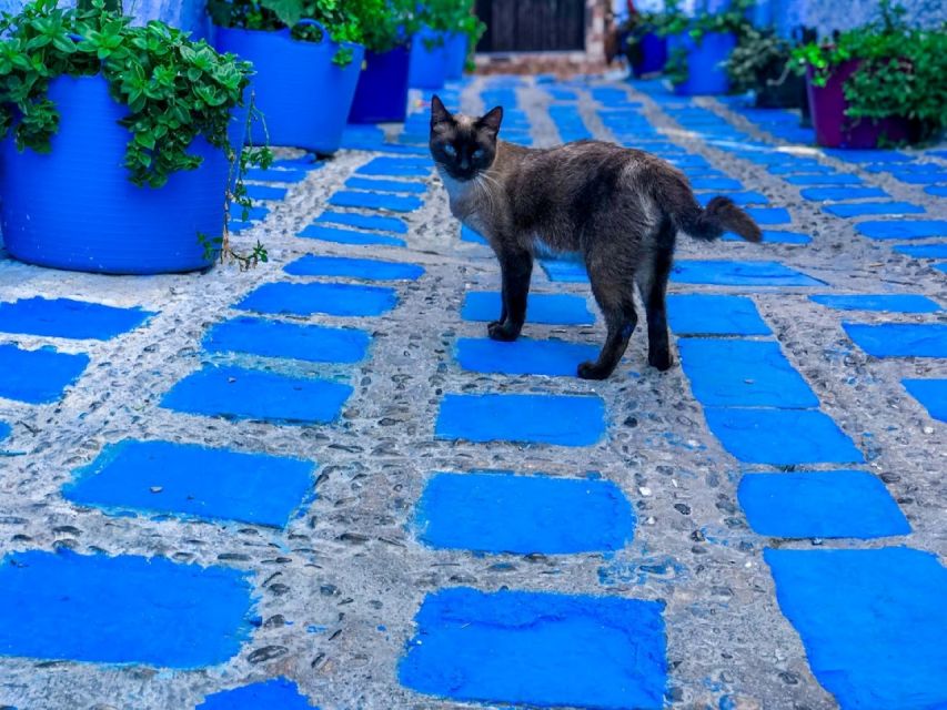 From Fez: Chefchaouen Blue City Tour - Tour Overview and Pricing