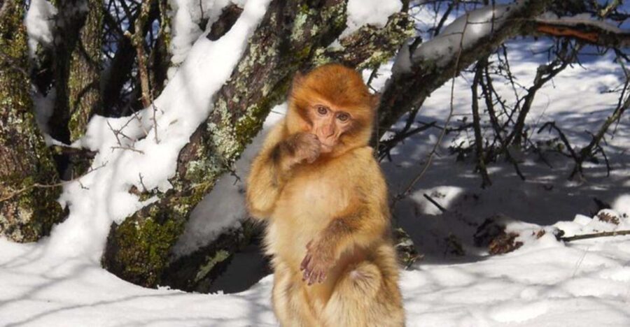 From Fez: Middle Atlas Ifran and Forest of Monkeys Day Trip