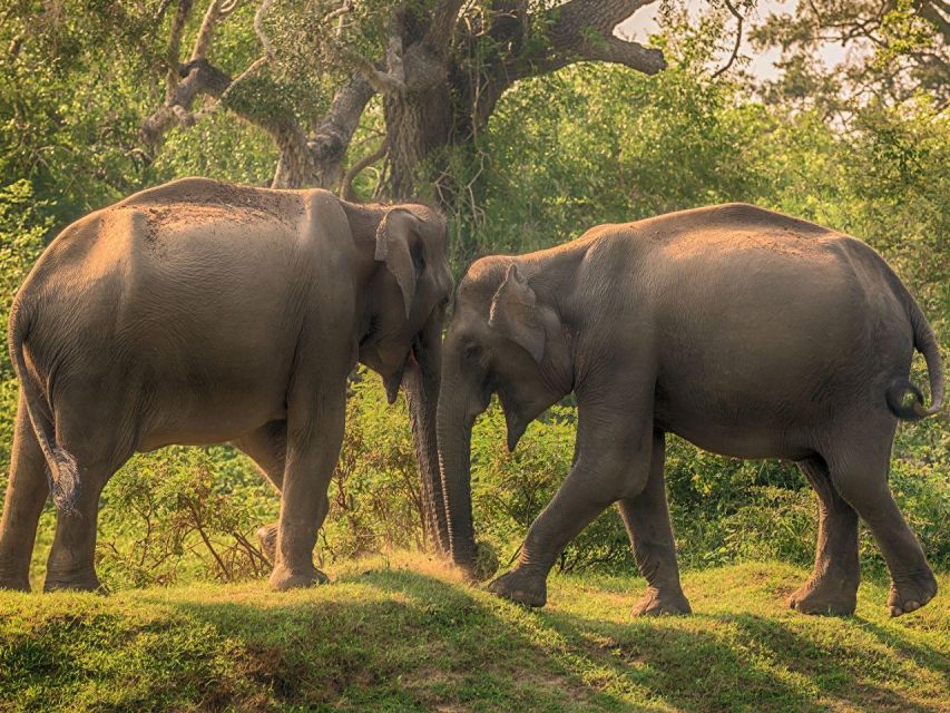 From Galle/Hikkaduwa:Private Half-Day Leopard Safari in Yala - Safari Overview