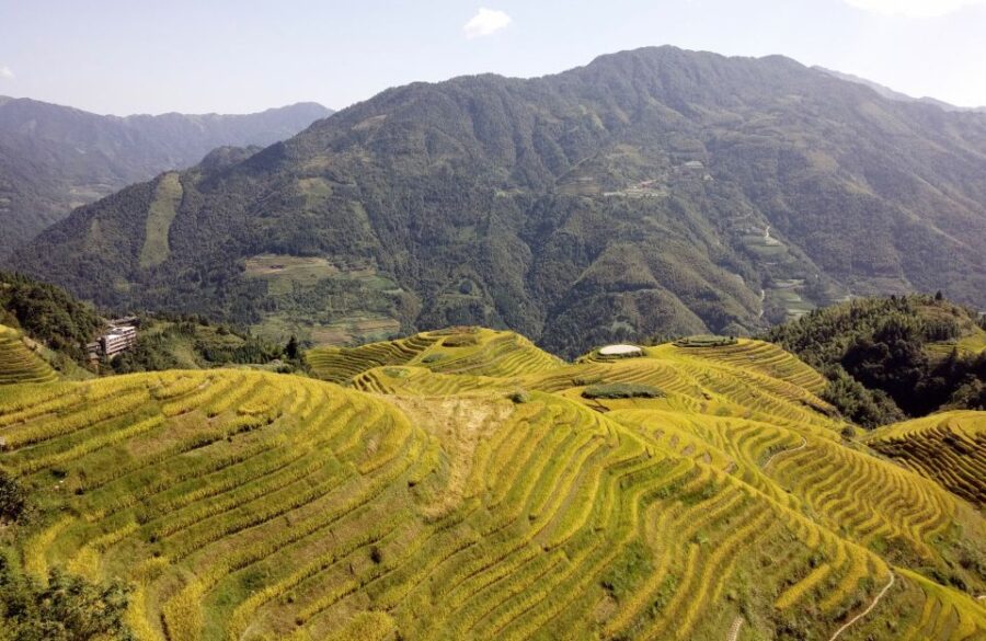 From Guilin: Longsheng Dragons Backbone Rice Terraces
